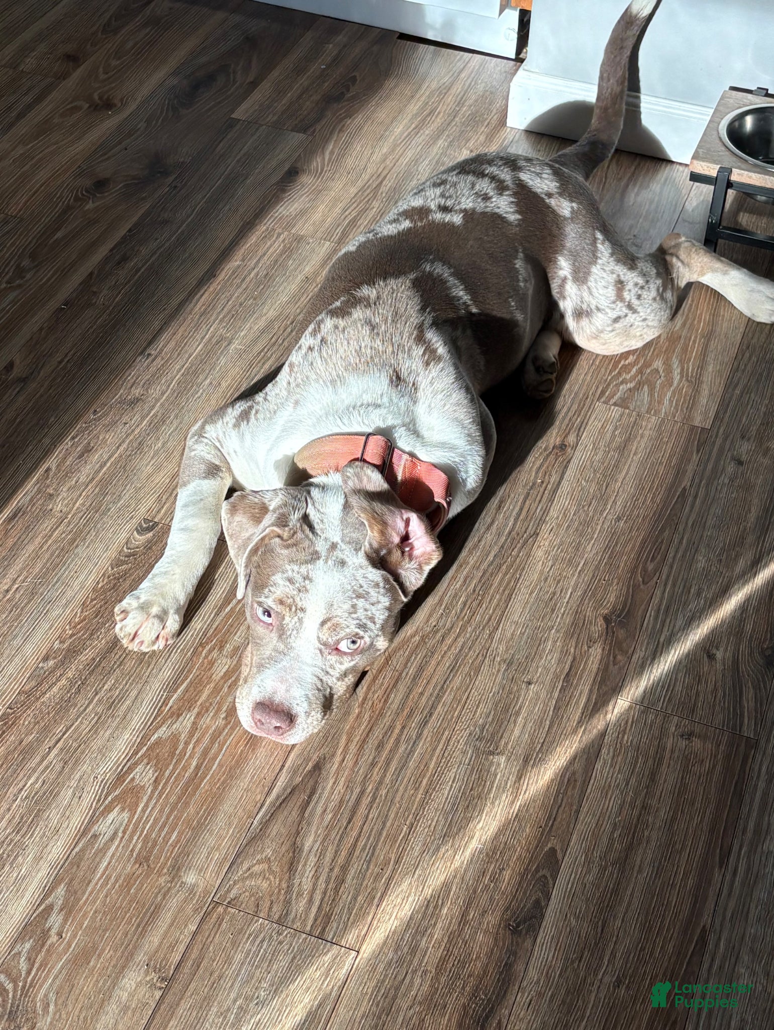 Mixed Breed dogs Mixed Breed Puppy 2 - Ad 29