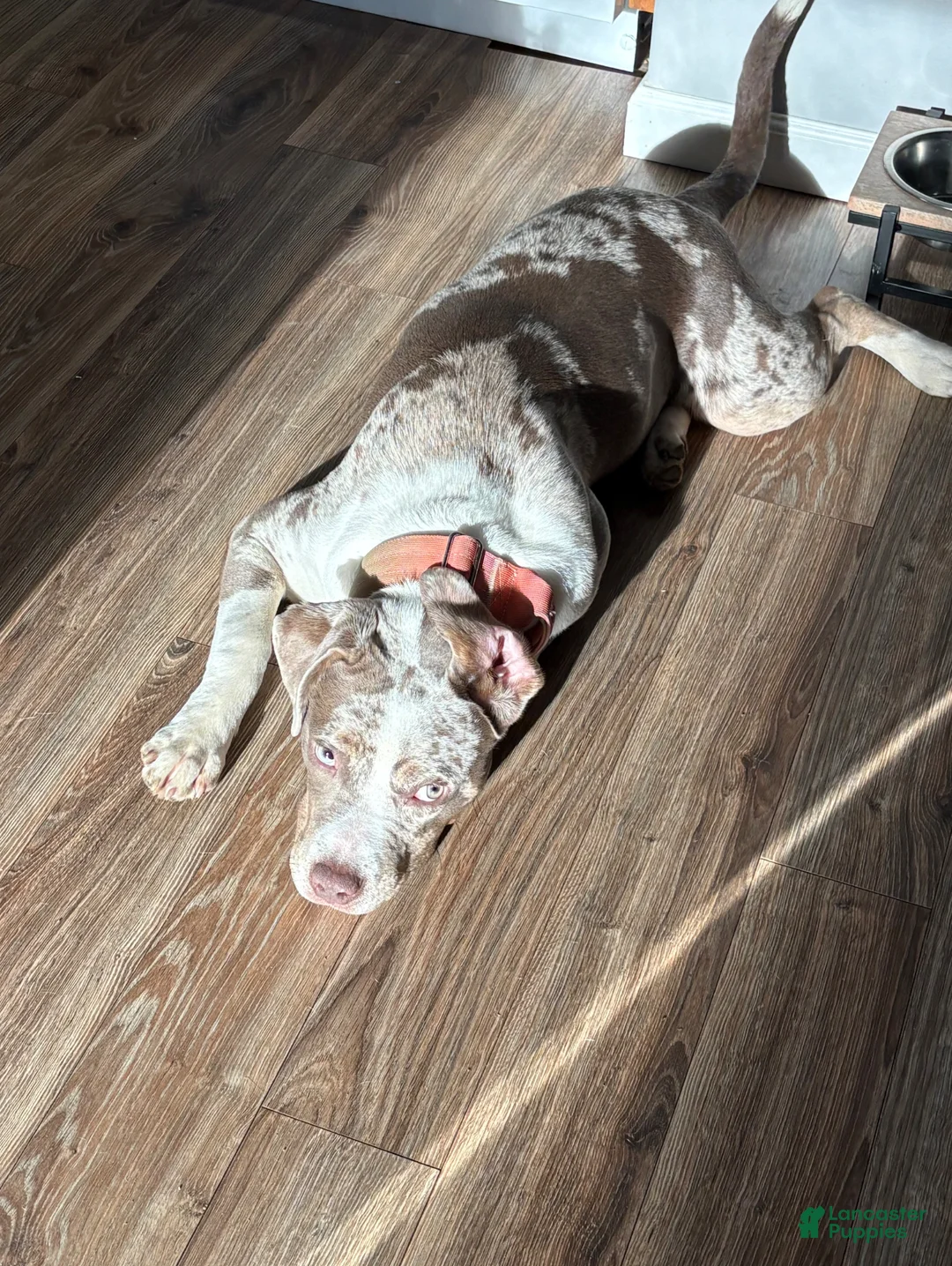 Mixed Breed dogs for sale: Mixed Breed Puppy 2 - Ad 1