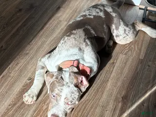 Mixed Breed dogs Mixed Breed Puppy 2 - Ad 29