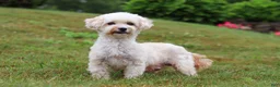 Maltipoo dogs for sale: Patrick - Ad 12