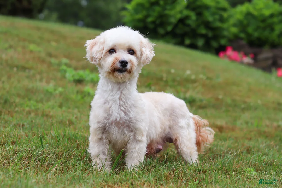 Maltipoo dogs for sale: Patrick - Ad 12