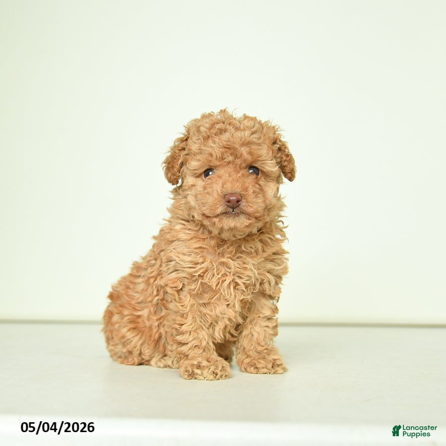 Miniature Poodle dogs for sale: Penny - Ad 2
