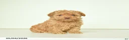 Miniature Poodle dogs for sale: Penny - Ad 1