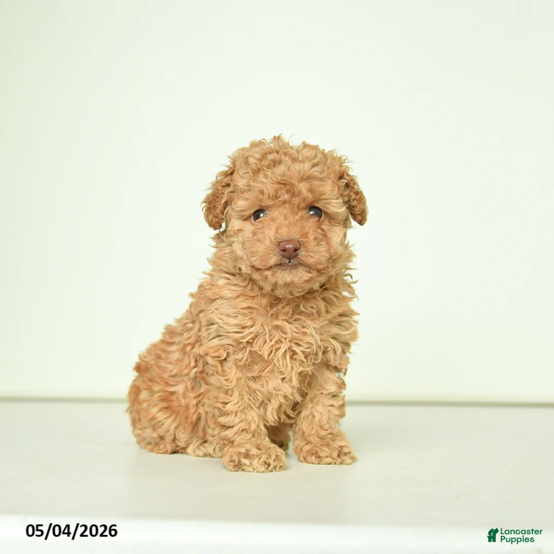 Miniature Poodle dogs for sale: Penny - Ad 1