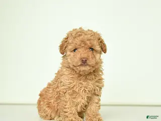 Miniature Poodle dogs for sale: Penny - Ad 2