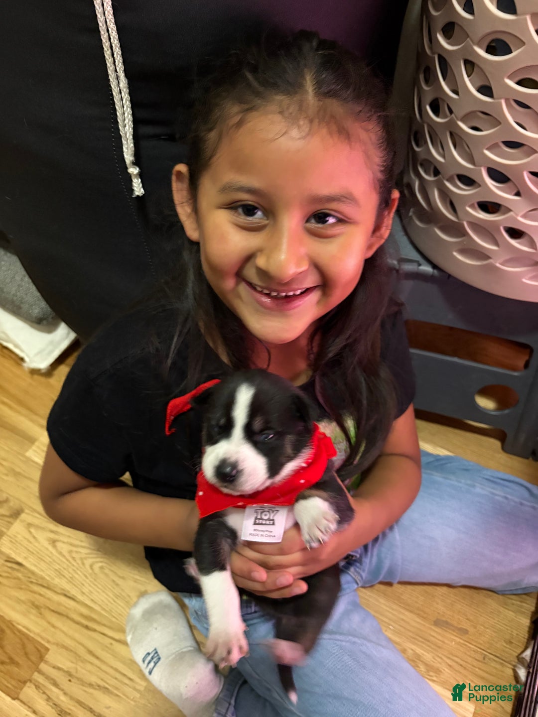 Mixed Breed dogs for sale: Junior - Faux / Fawn Merle - Ad 5