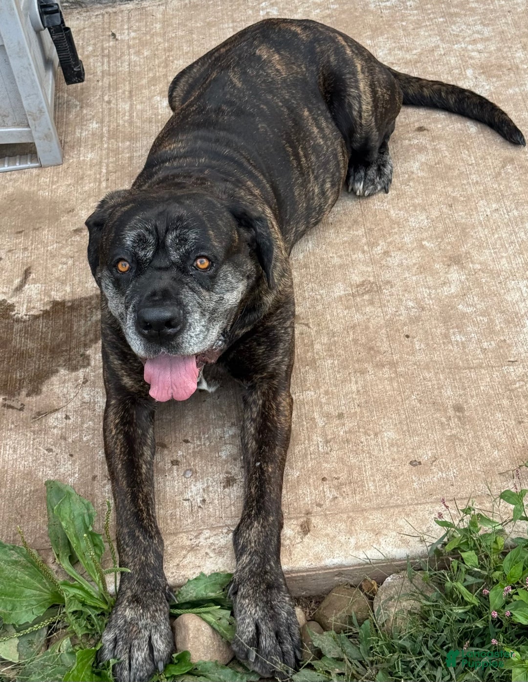 Cane Corso dogs for sale: Cash - Ad 7