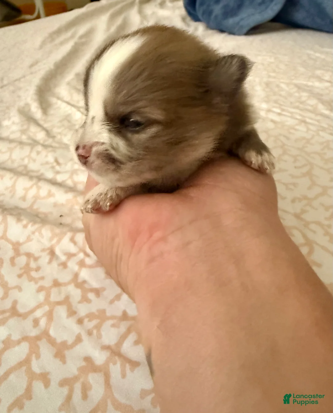 Pomeranian dogs for sale: Rusty - Ad 2