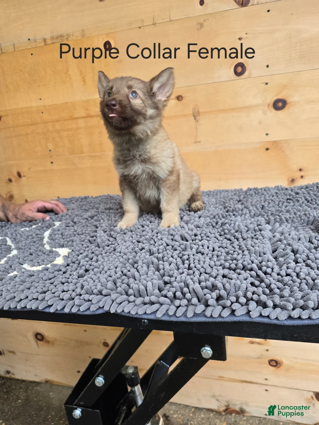 German Shepherd dogs for sale: German Shepherd 5 - Ad 1