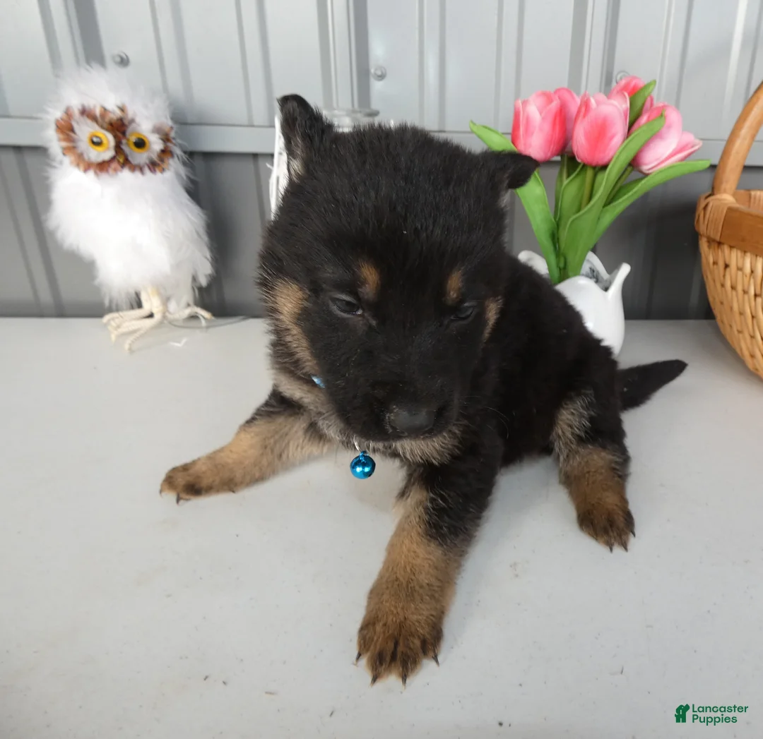 German Shepherd dogs for sale: German Shepherd Puppy 8 Macy - Ad 2