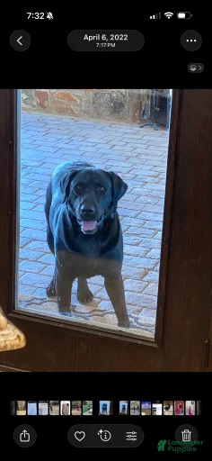 Gallery Image {{count}}