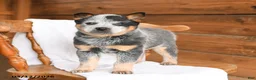 Australian Cattle Dog dogs for sale: Hailey - Ad 5