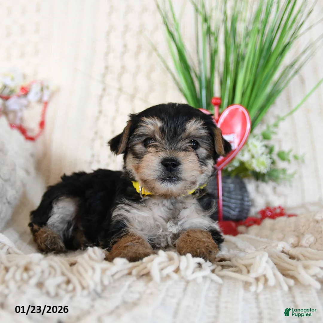 Yorkshire Terrier dogs for sale: Lori - Ad 2