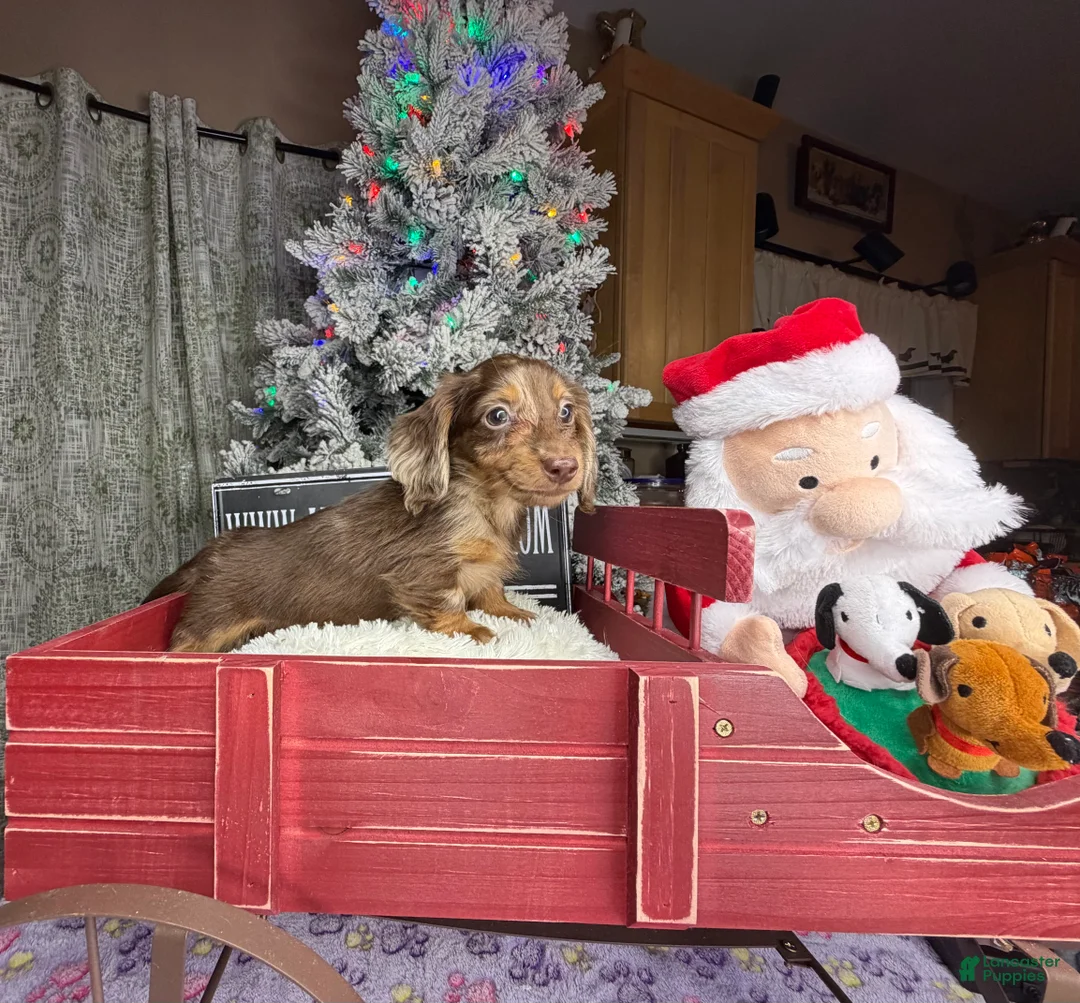 Miniature Dachshund dogs for sale: AKC Russian pra clear - Ad 41