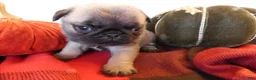 Pug dogs for sale: Pug 2 Trigger - Ad 6