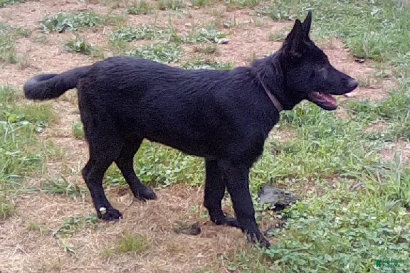 German Shepherd dogs Shirley - Ad 1