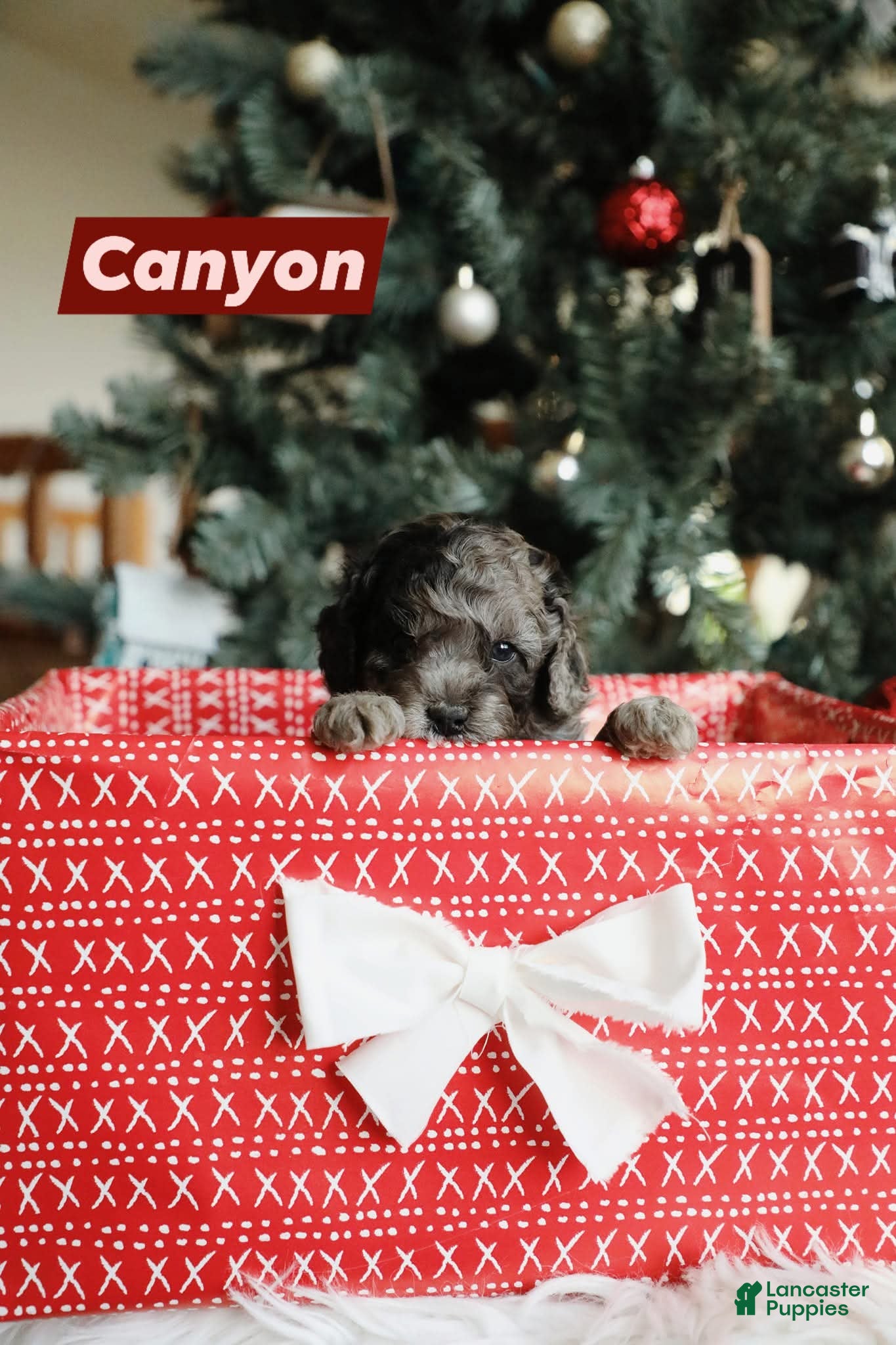 Mini Aussiedoodle dogs Canyon - Ad 13