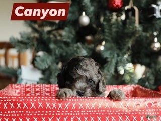 Mini Aussiedoodle dogs Canyon - Ad 21