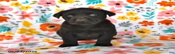 Labrador Retriever dogs for sale: Cocoa - Ad 3