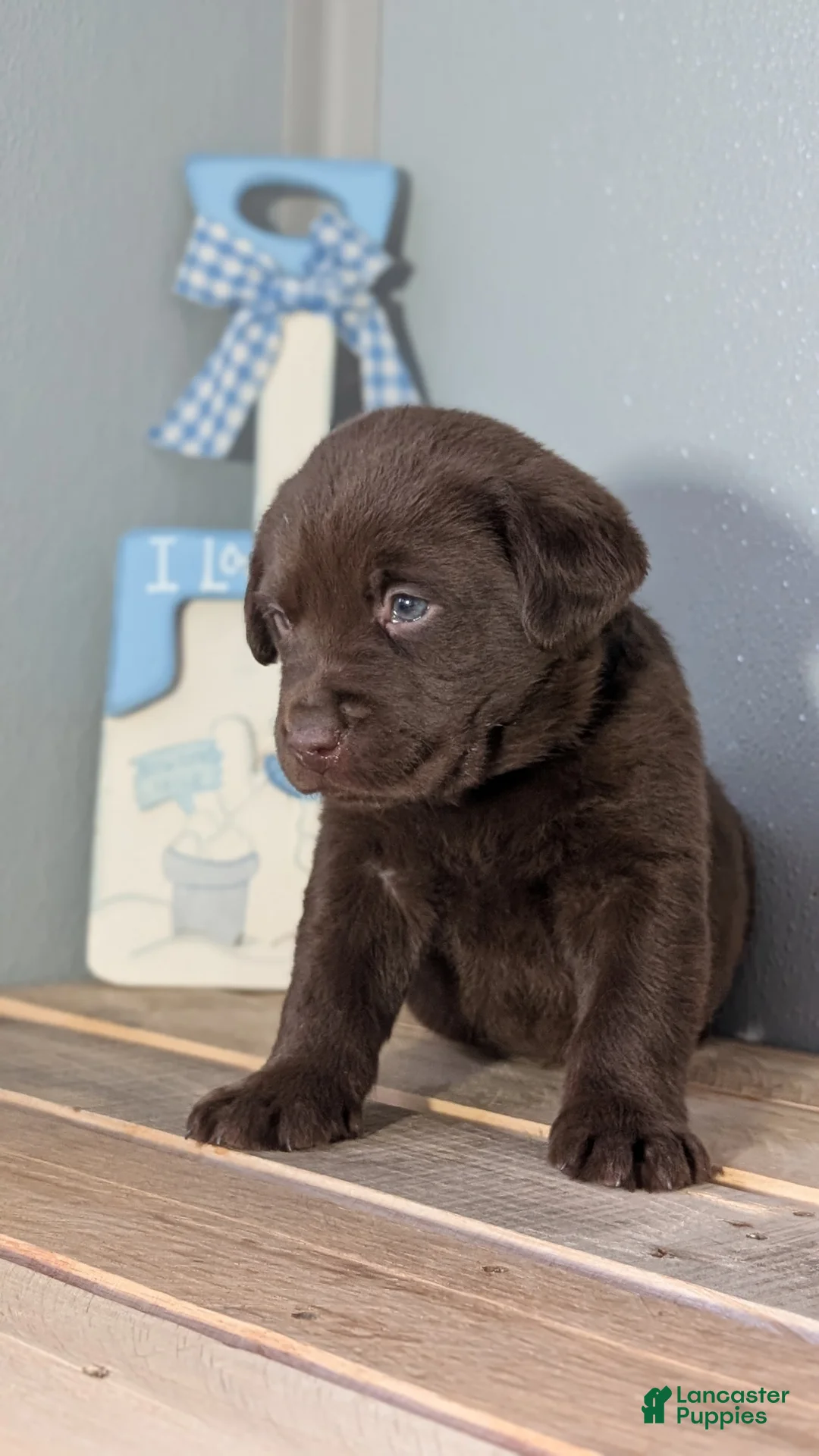 Labrador Retriever dogs for sale: Bentley  - Ad 3