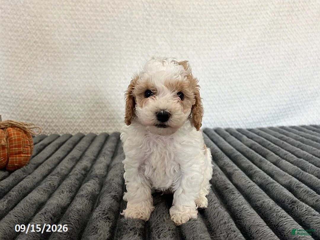 Cavapoo dogs for sale: Maverick - Ad 2