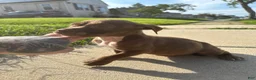 American Bully dogs for sale: Prince - Ad 7