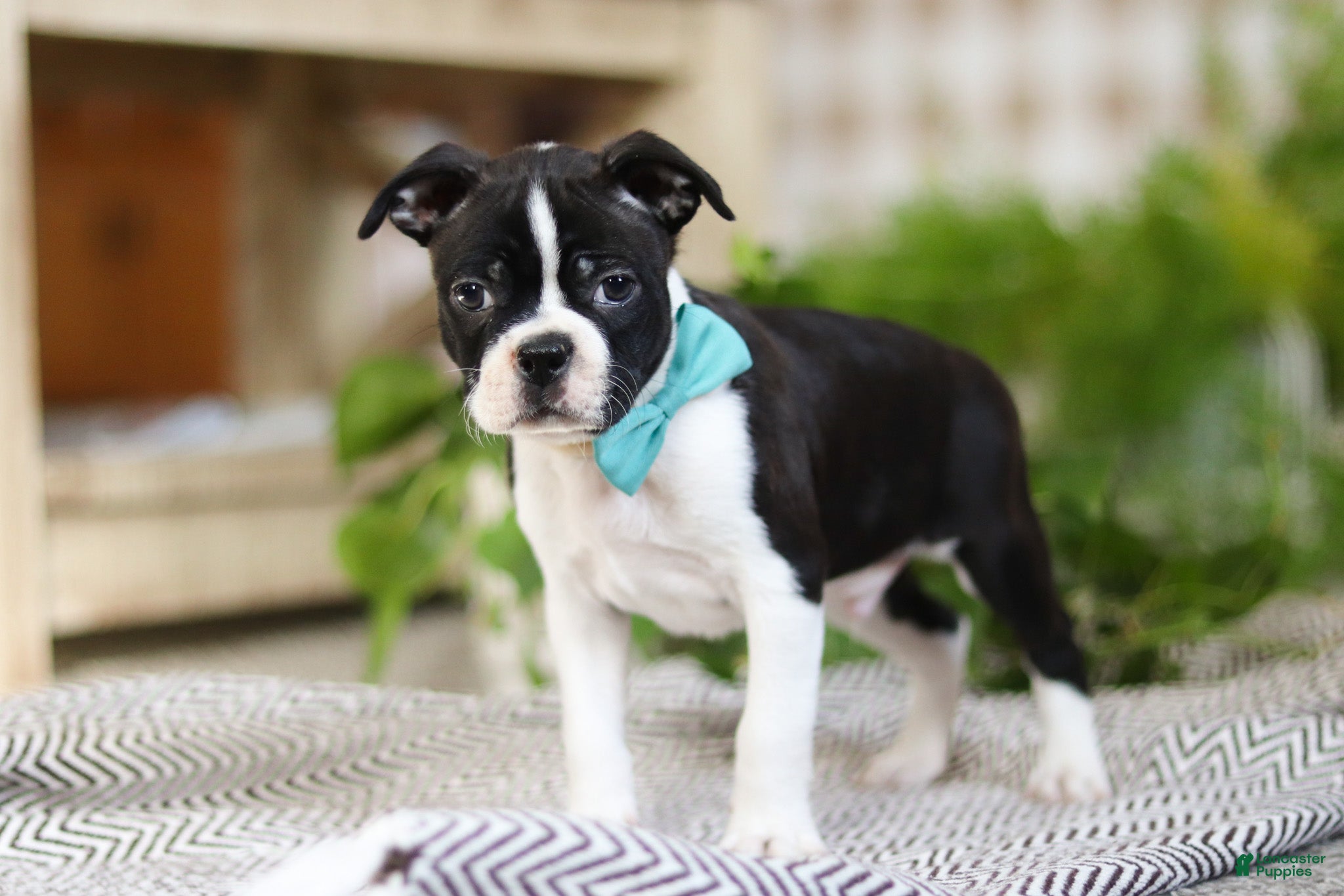 Boston Terrier dogs Snickers - Ad 2