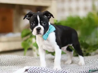 Boston Terrier dogs Snickers - Ad 2