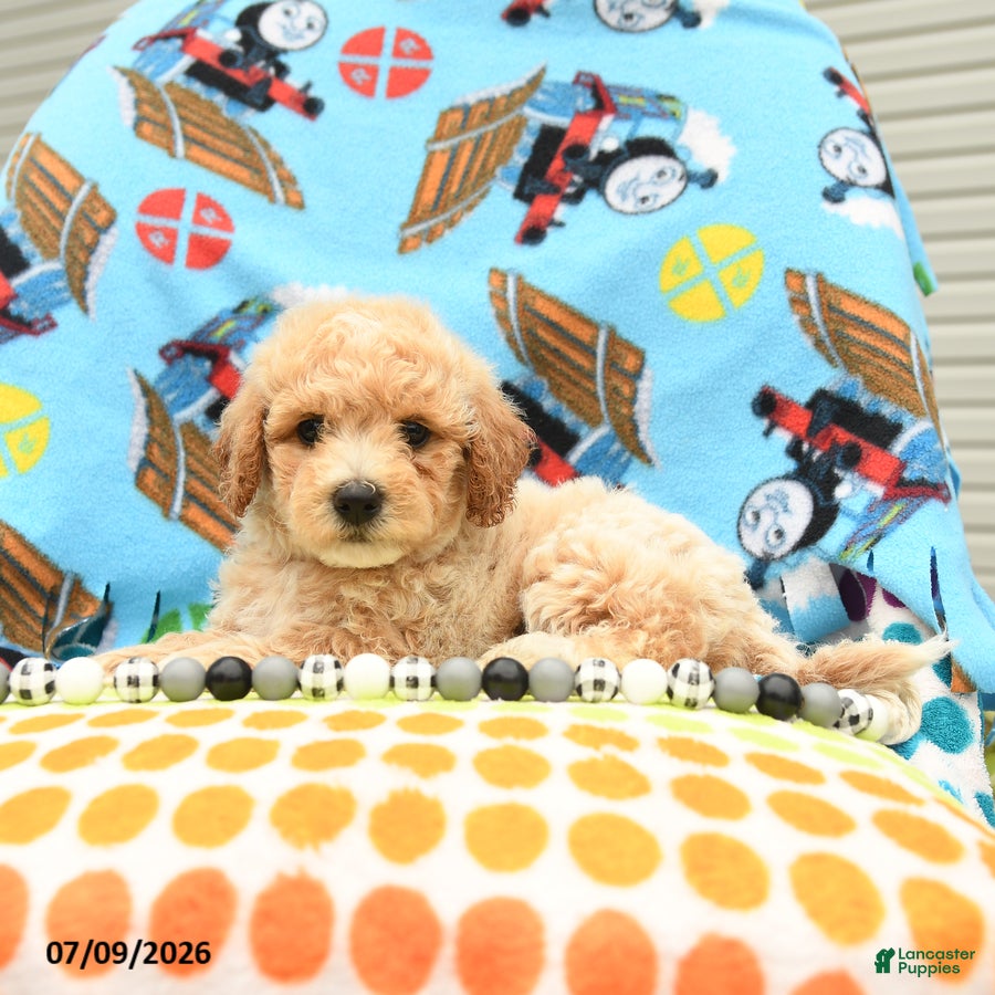 Bichpoo dogs Caramel - Ad 2