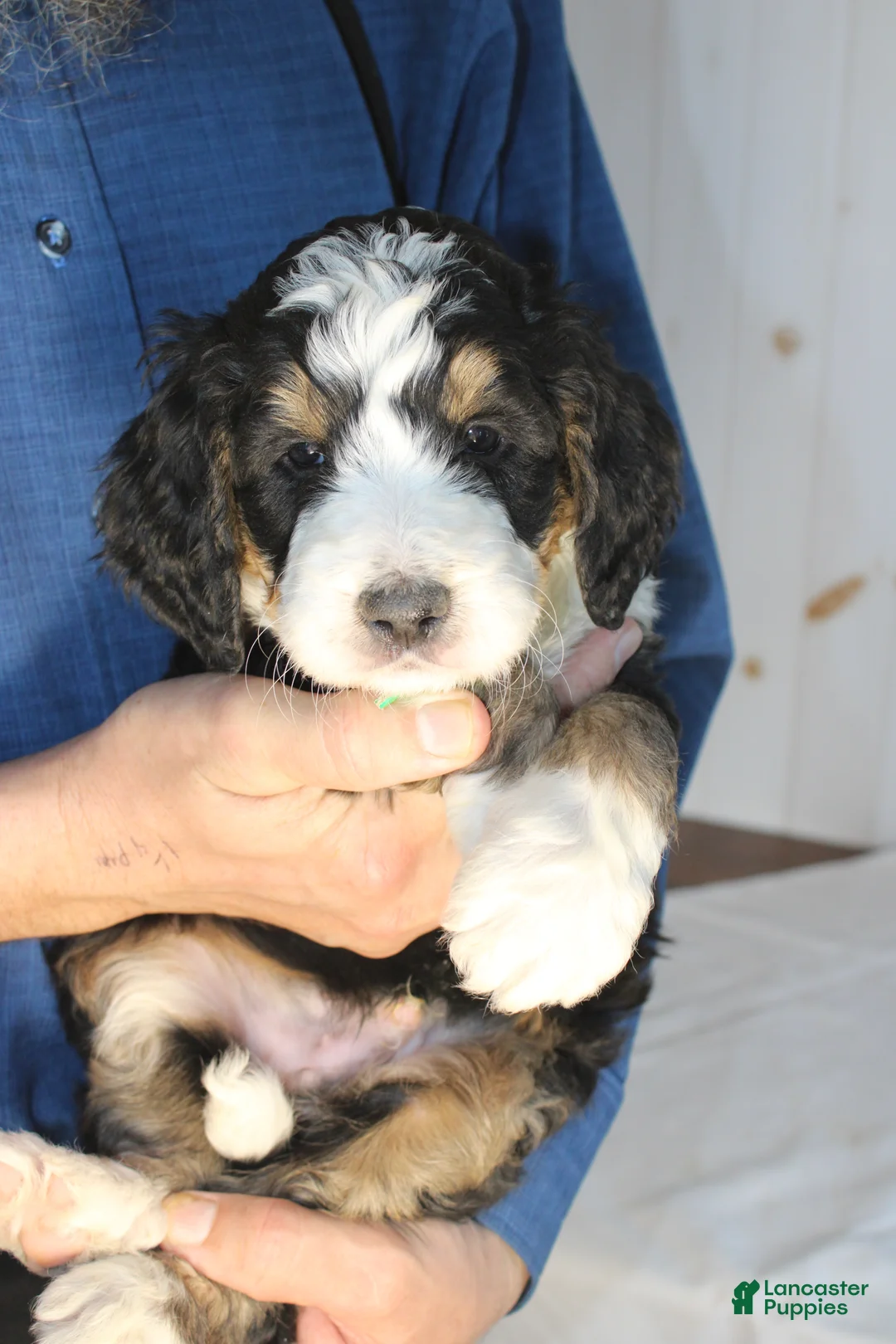 Bernedoodle dogs for sale: Cupid's Arrow - Ad 5