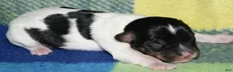 Rat Terrier dogs for sale: Milan - Ad 4