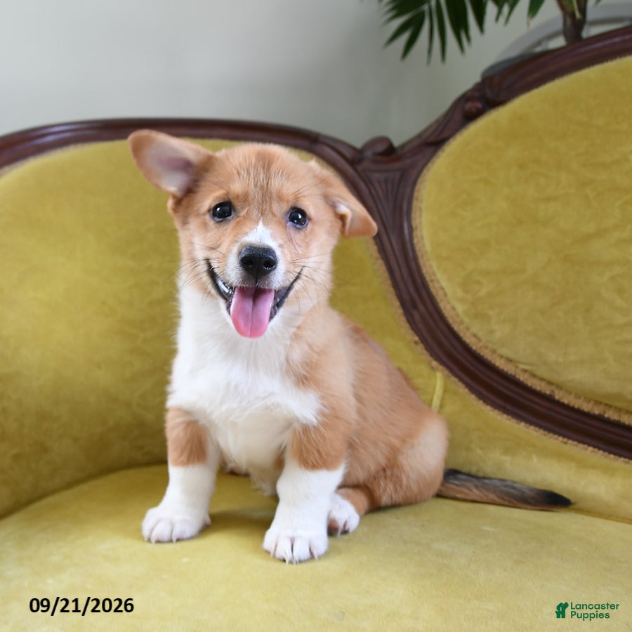 Welsh Corgi Pembroke dogs Cheif - Ad 2