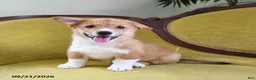 Welsh Corgi Pembroke dogs for sale: Cheif - Ad 2