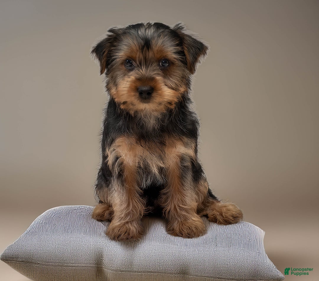 Yorkshire Terrier dogs for sale: Sport - Ad 2