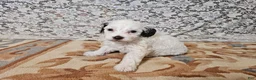 Mini Goldendoodle dogs for sale: Lily - Ad 5