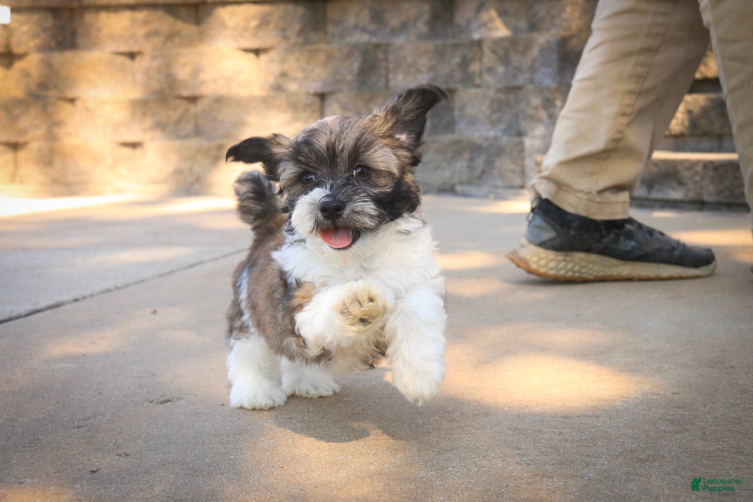 Havanese dogs Iris Havanese  - Ad 2