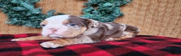 English Bulldog dogs for sale: Forrest - Ad 11