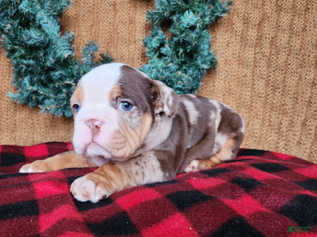 English Bulldog dogs for sale: Forrest - Ad 11