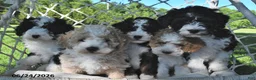 Mini Bernedoodle dogs for sale: Midnight - Ad 5