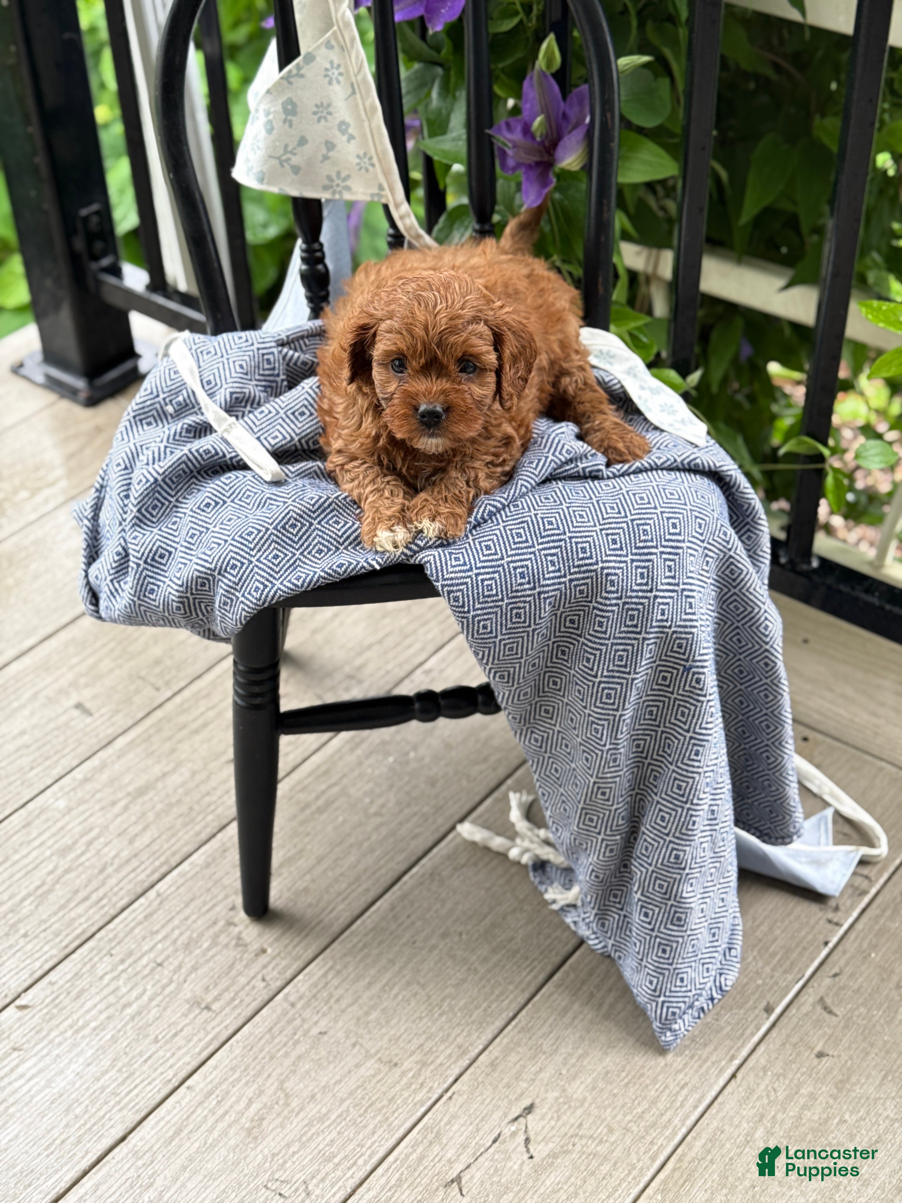 Cavapoo dogs Jase - Ad 2