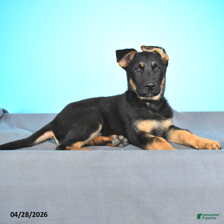 German Shepherd dogs Daisy - Ad 2