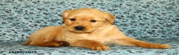 Golden Retriever dogs for sale: Hailey - Ad 2