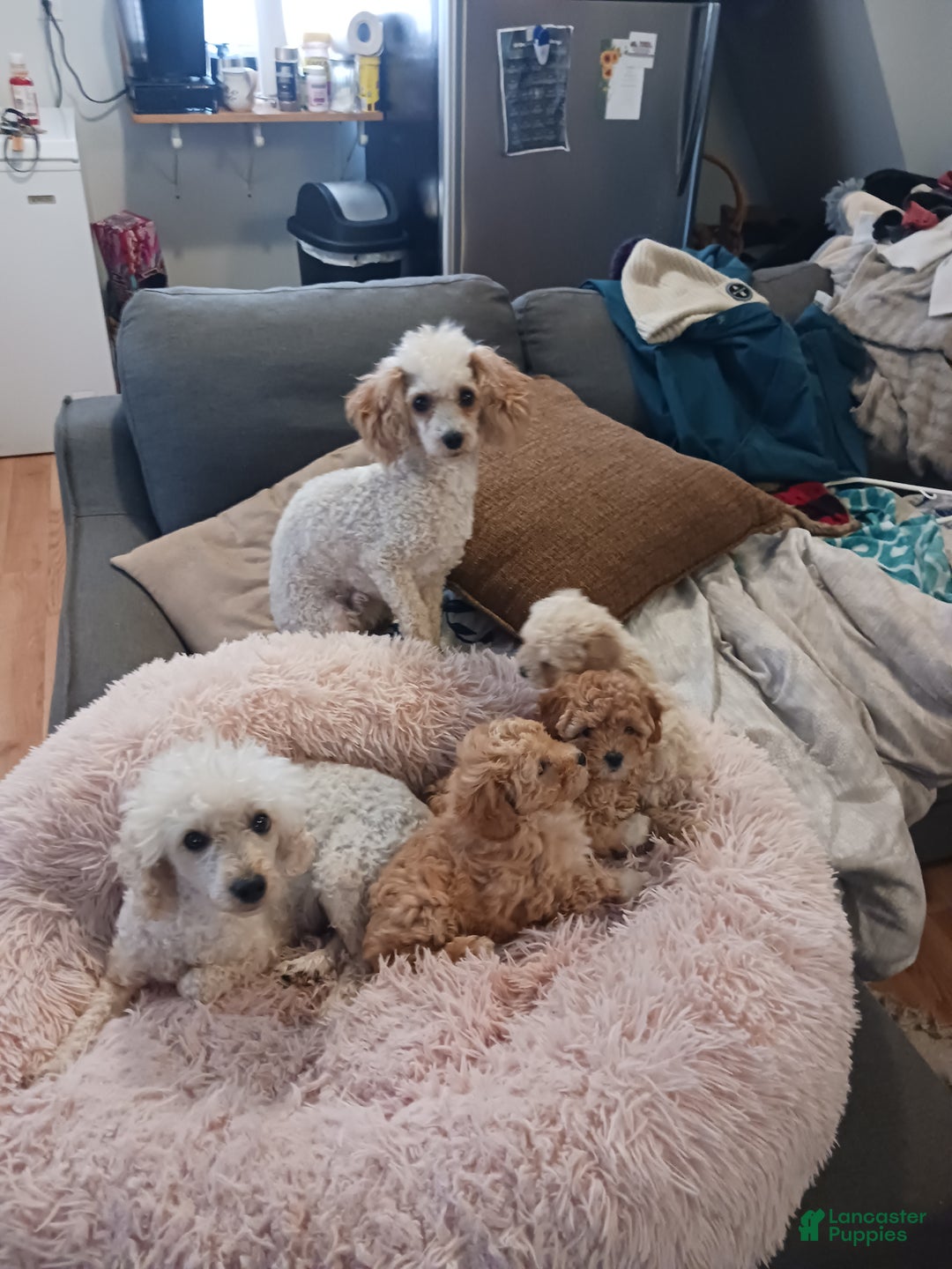 Toy Poodle dogs for sale: Polly - Ad 12
