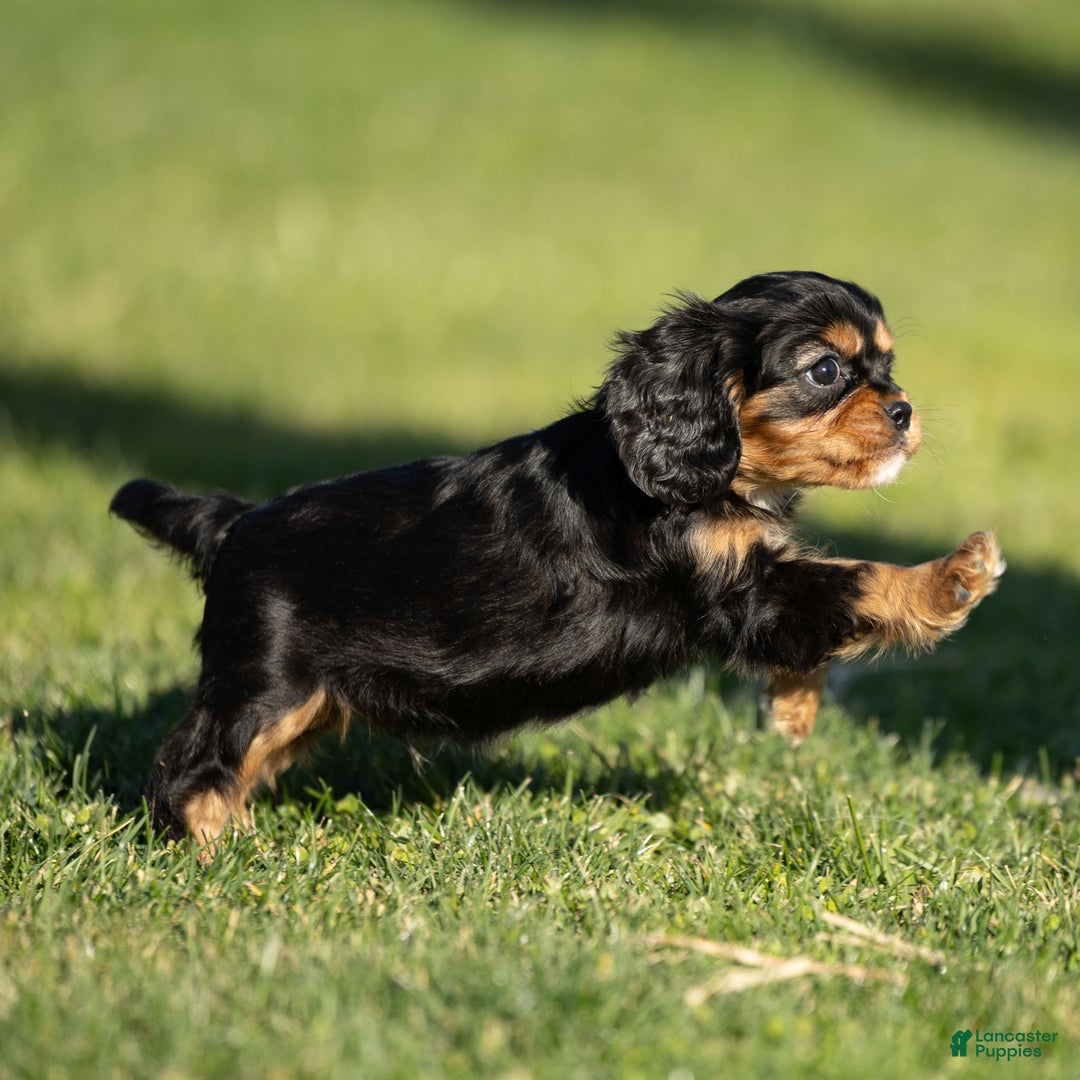 Cavalier King Charles Spaniel dogs for sale: Atticus - Ad 8