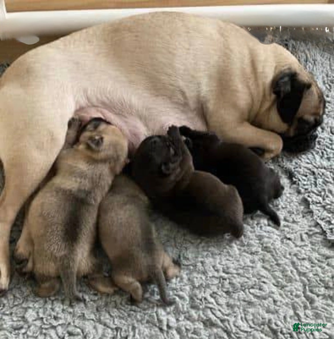 Mixed Breed dogs Luna - Ad 2