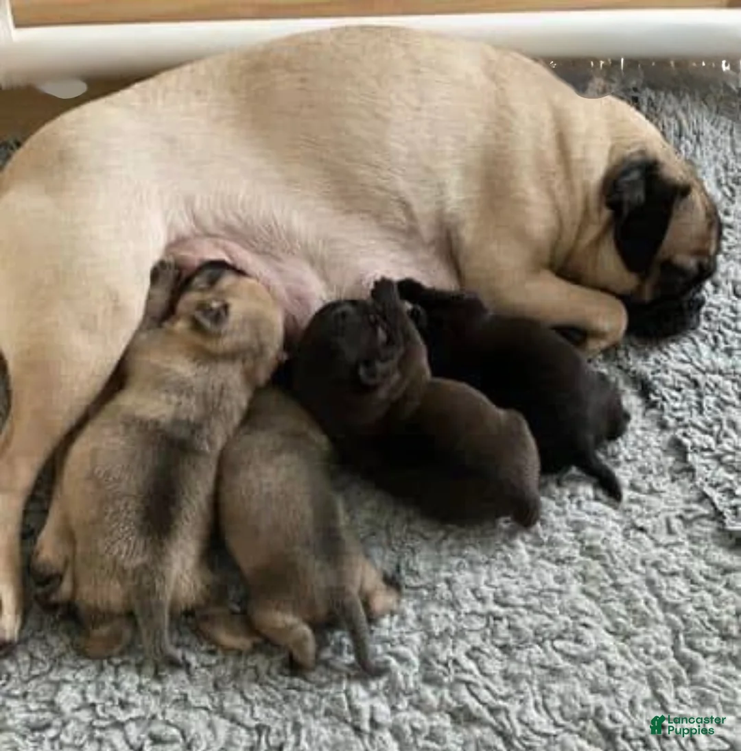 Mixed Breed dogs for sale: Shadow  - Ad 2