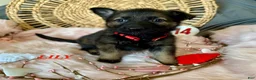 German Shepherd dogs for sale: Lily - Ad 3