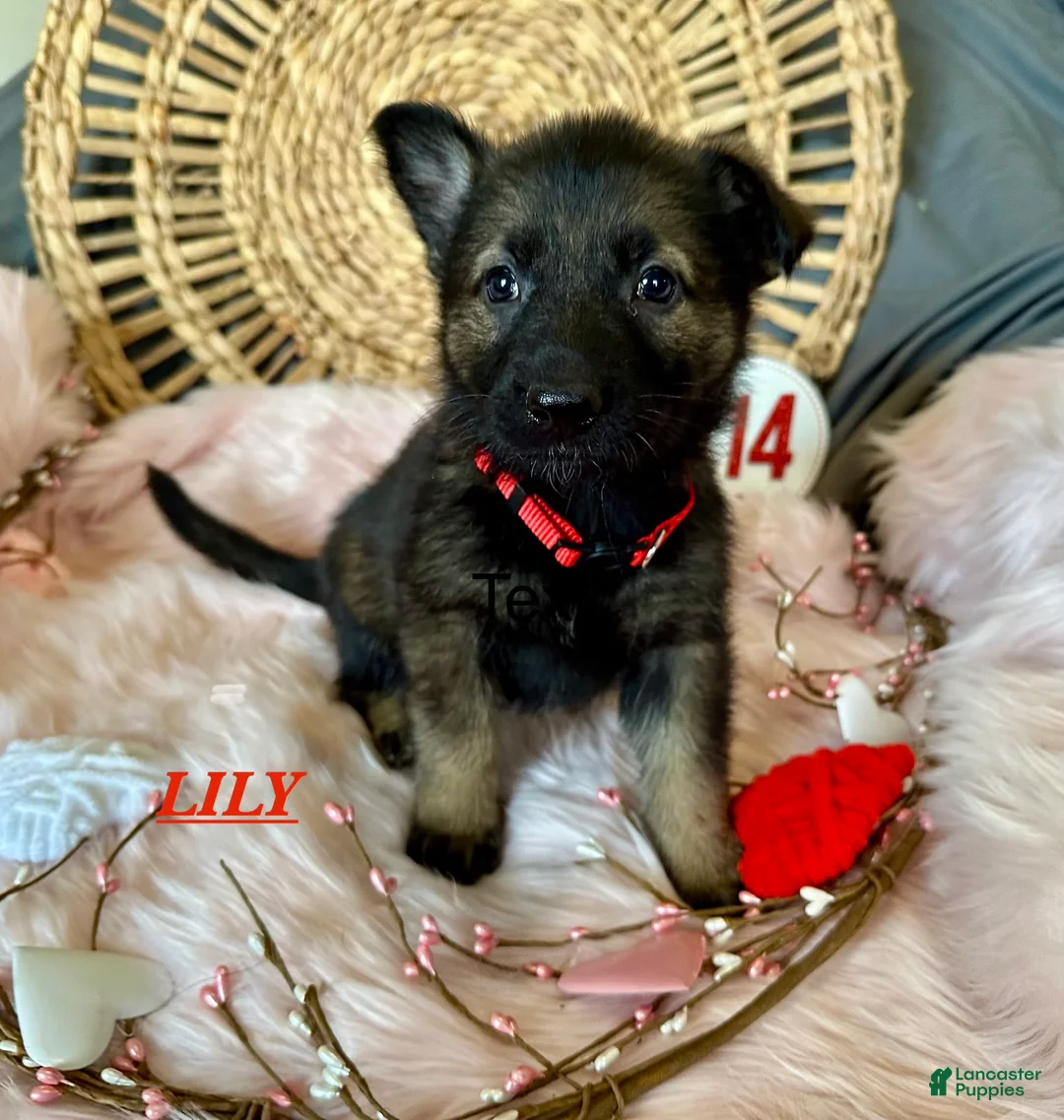 German Shepherd dogs for sale: Lily - Ad 3