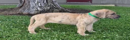 Great Dane dogs for sale: Schofield - Ad 13
