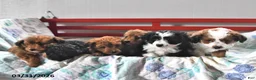 Mini Aussiedoodle dogs for sale: Maple   - Ad 5